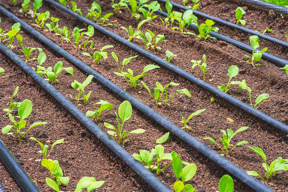 Irrigation-Installation-Adelaide-3 Irrigation Installation Adelaide
