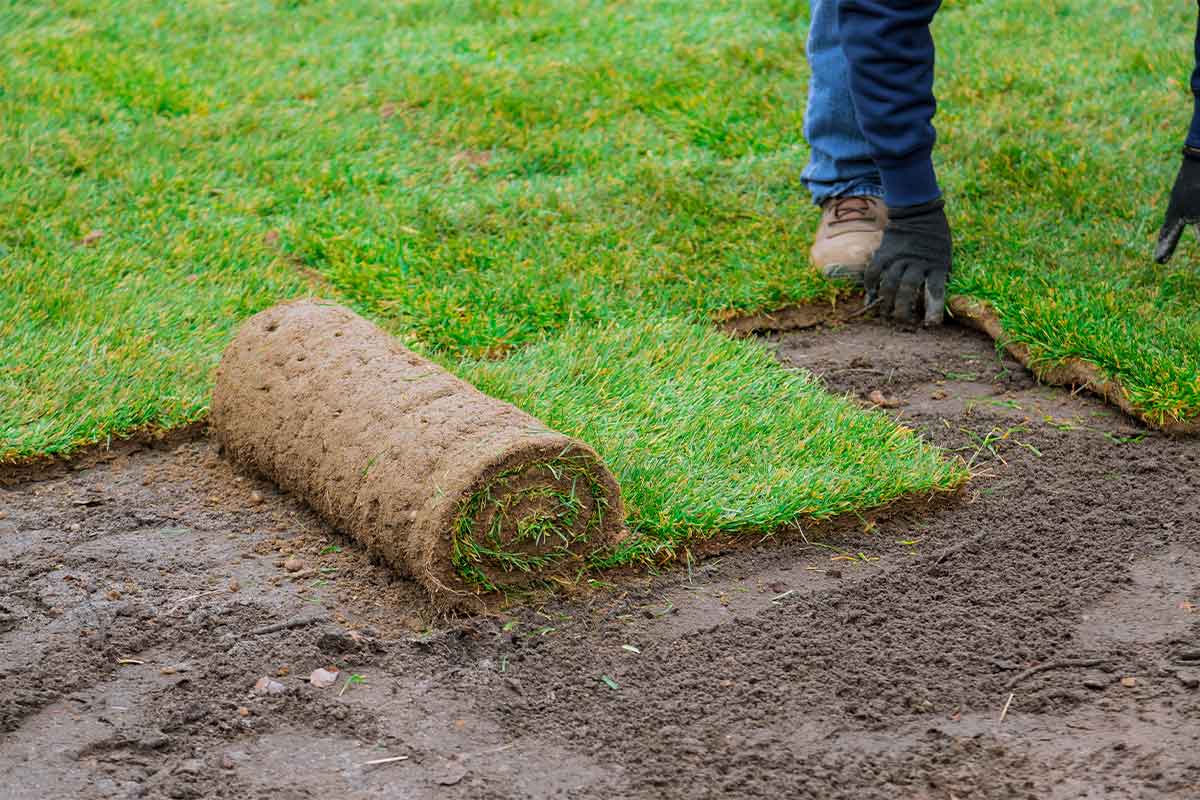 Lawn-Installation-Adelaide-01 Lawn Installation Adelaide